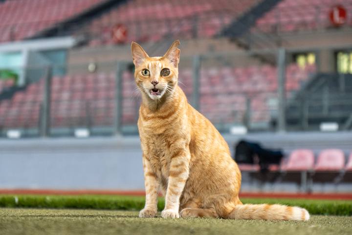 Football. FIFA World Cup Qualifiers. Malta - Poland. 17.11.2025
